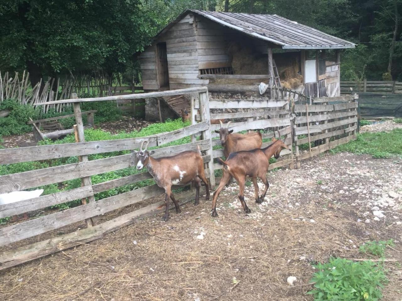 Eco Camp Dzogaska Vrela Hotel Pljevlja Luaran gambar
